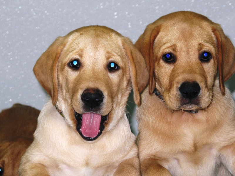 puppy-1 (1)