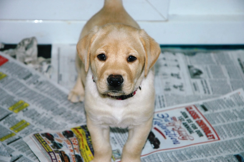 puppy-2