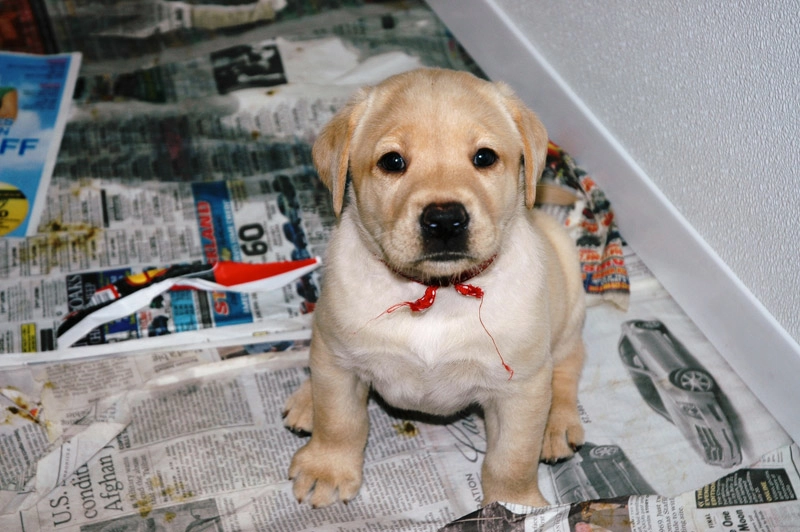 puppy-3
