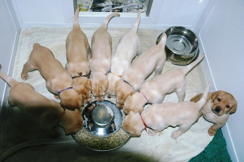 puppy-4