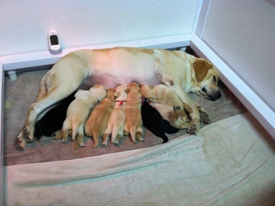 puppy-5
