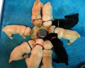 puppy-6
