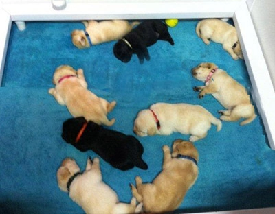 puppy-7