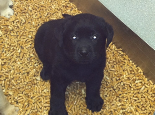 puppy-8
